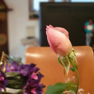 ladyluck-開花前切り花